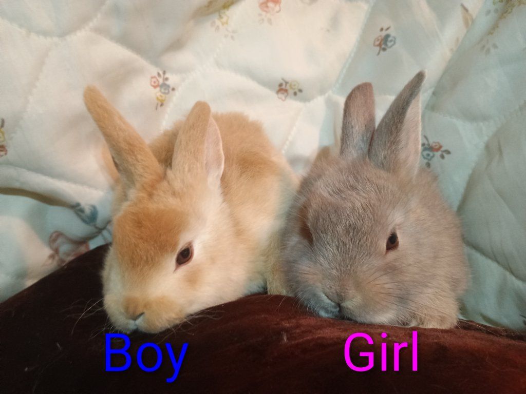 Super Cute Babies Bunnies New Zealand/Rex