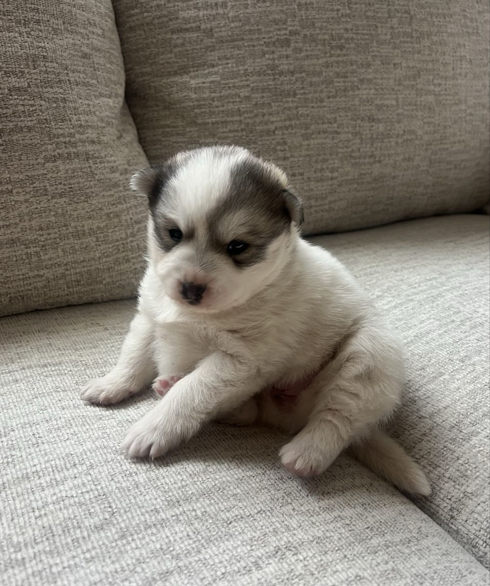 Pomsky puppies