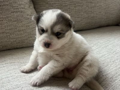 Pomsky puppies