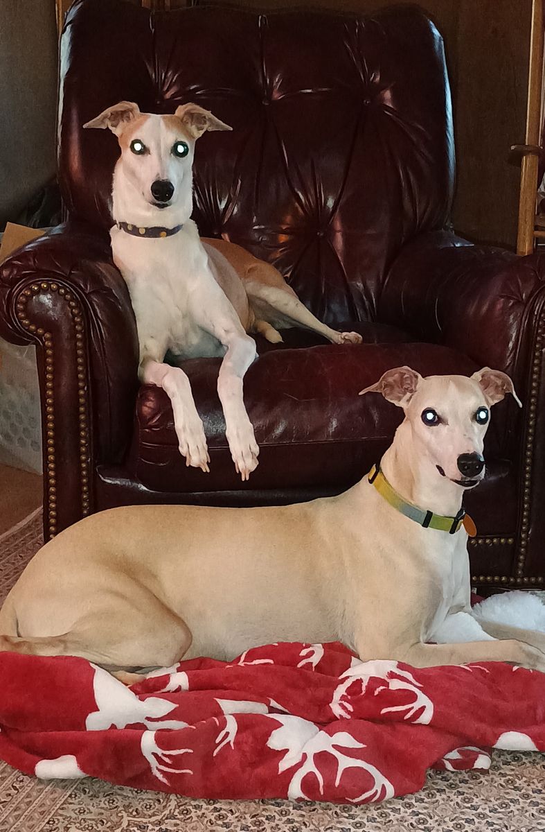 Rehoming 2 Gorgeous Whippets (both male)