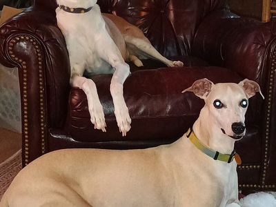 Rehoming 2 Gorgeous Whippets (both male)