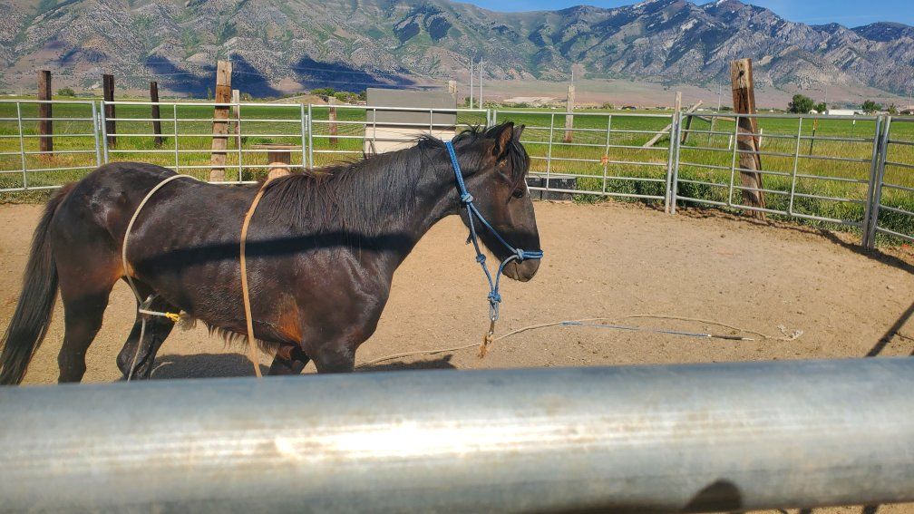 yearling stud colt