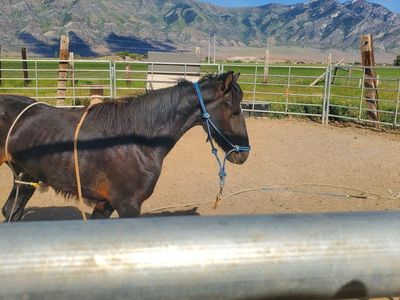 yearling stud colt