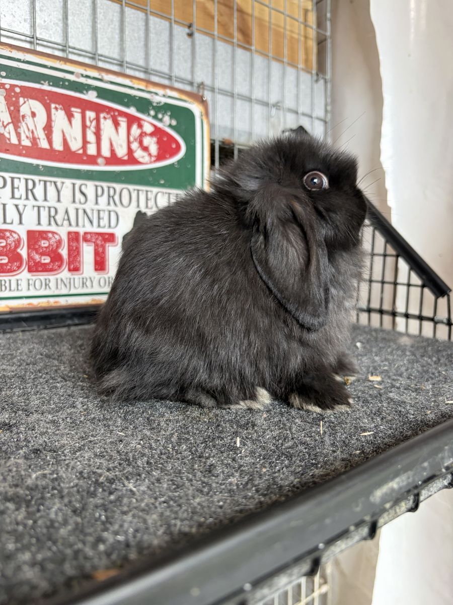 Holland Lop Buck