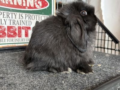 Holland Lop Buck