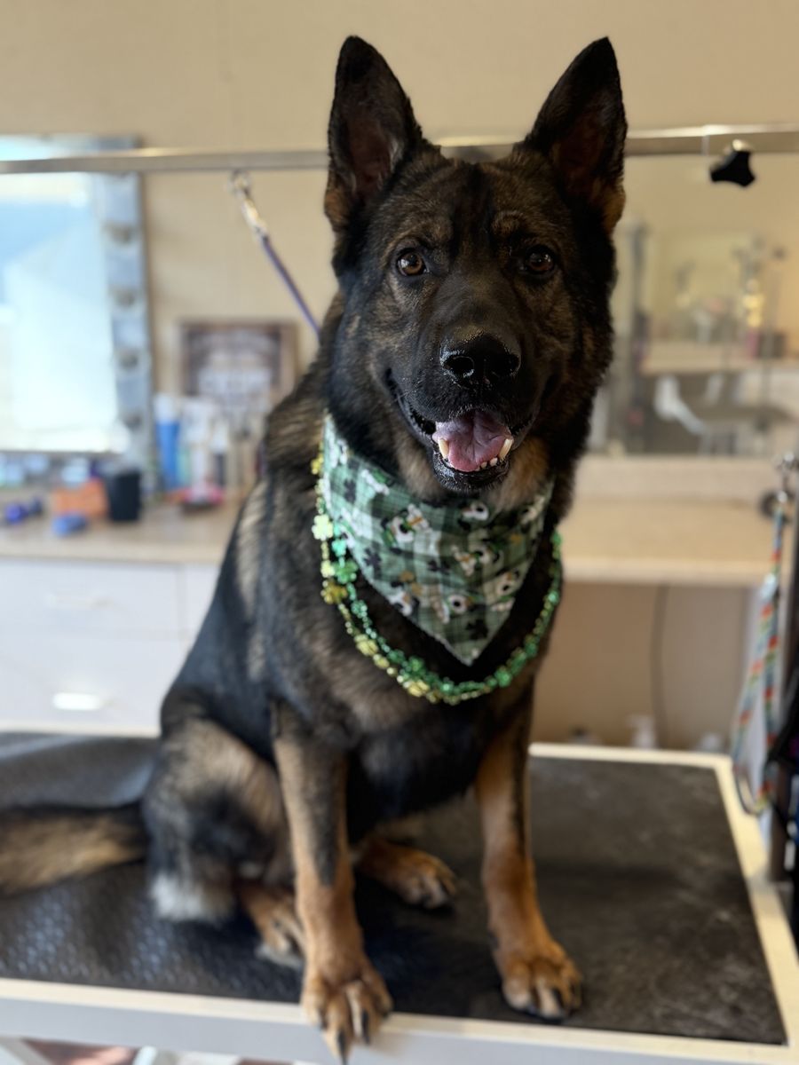 AKC German Sheperd Stud Breeding