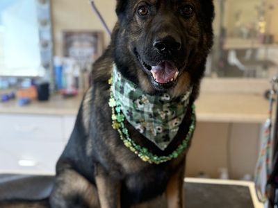 AKC German Sheperd Stud Breeding