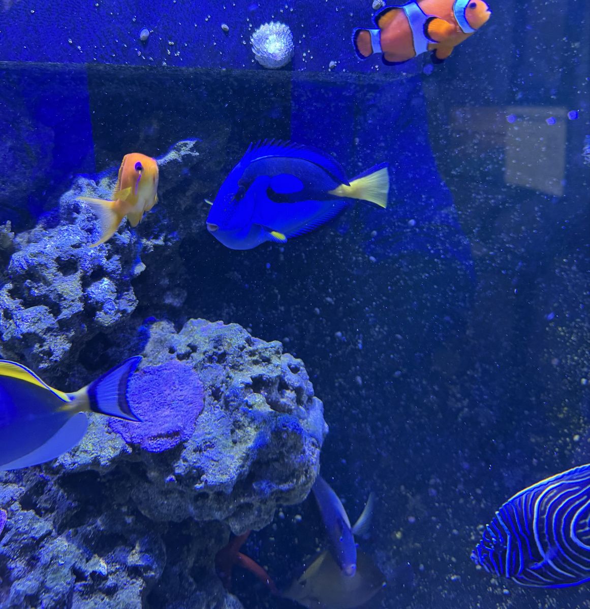 Blue, Scopas, and Chocolate Tang For Sale/Re-home