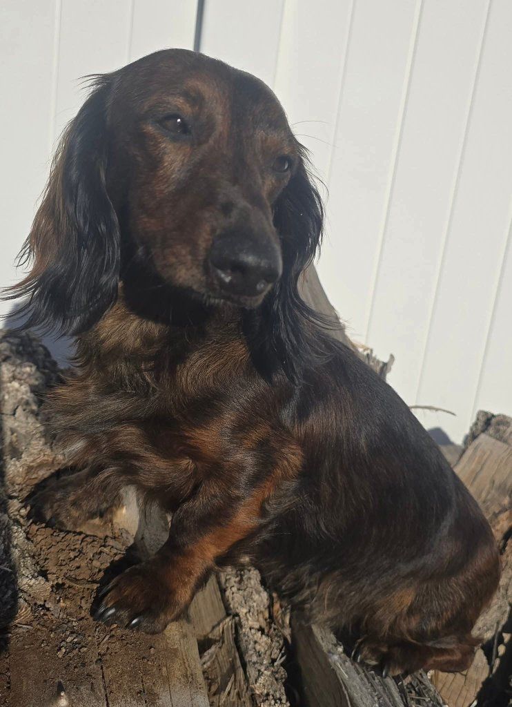 AKC Dachshund STUD