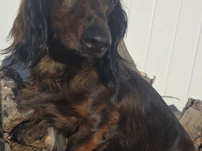 AKC Dachshund STUD