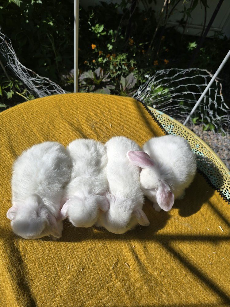 Holland lop, bunnies.