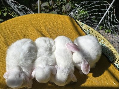 Holland lop, bunnies.