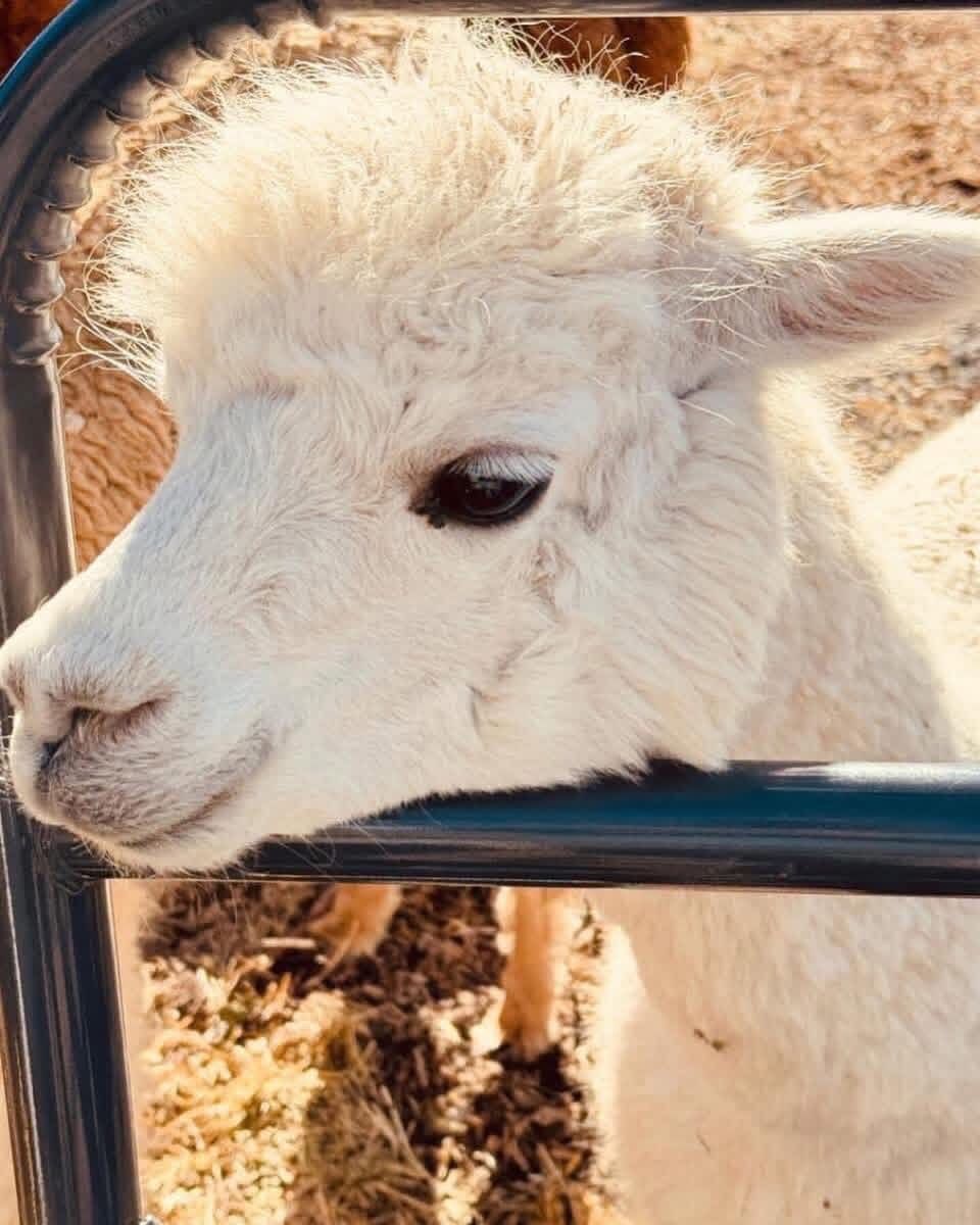 Alpaca - Females - Registered