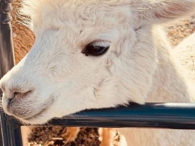 Alpaca - Females - Registered