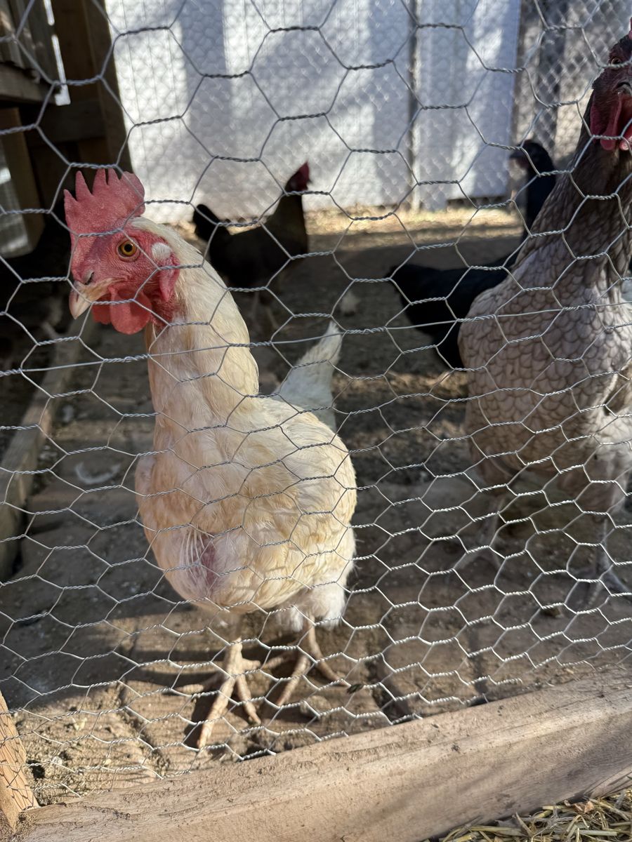 Backyard Chickens - Healthy Laying Hens!