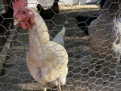 Backyard Chickens - Healthy Laying Hens!