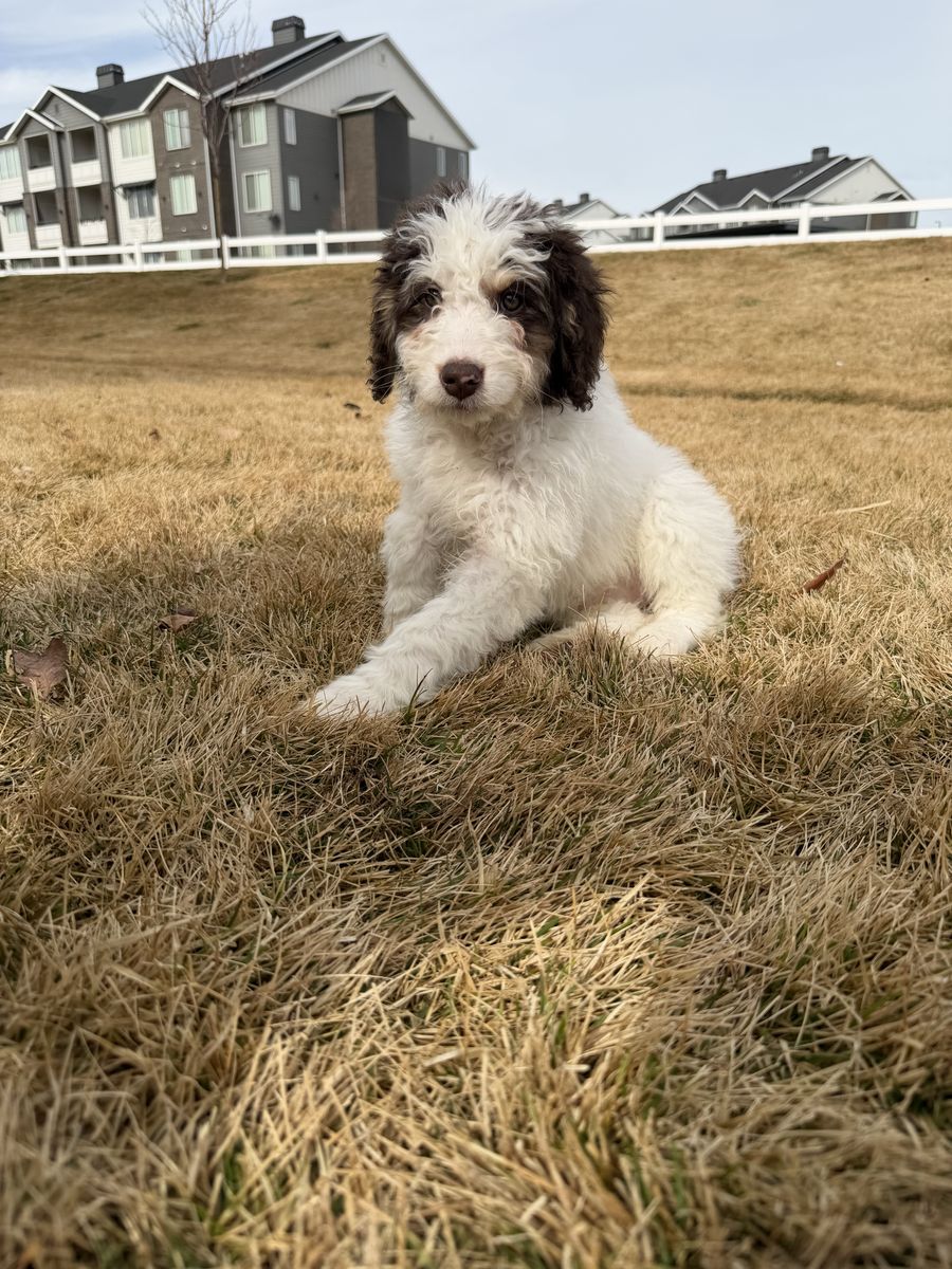 Standard bernedoodle Puppy