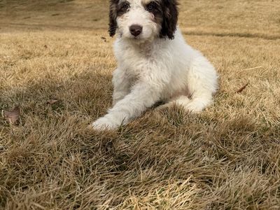 Standard bernedoodle Puppy