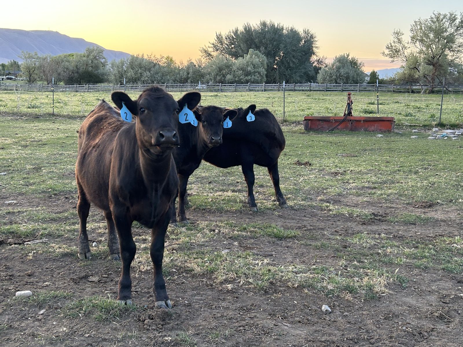 6 Yearling Heifers