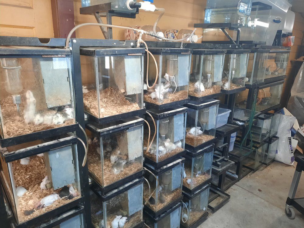 10gal & 20gal tank racks (TRADE?)