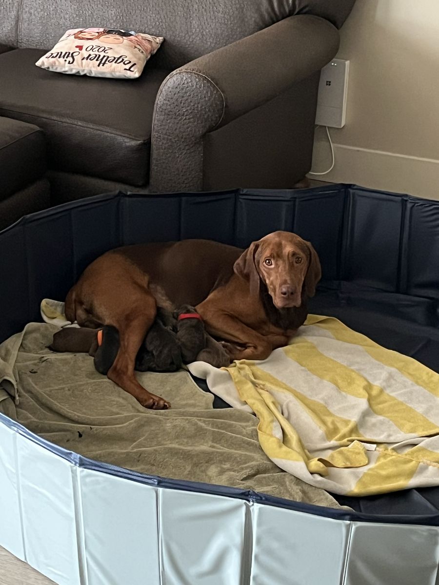 Coming Soon- Vizsla, Weimaraner, Pitbull Puppies!!