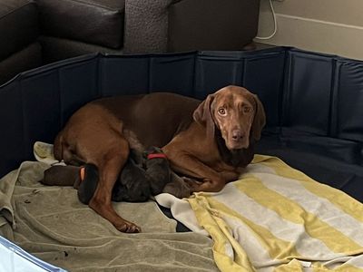 Coming Soon- Vizsla, Weimaraner, Pitbull Puppies!!