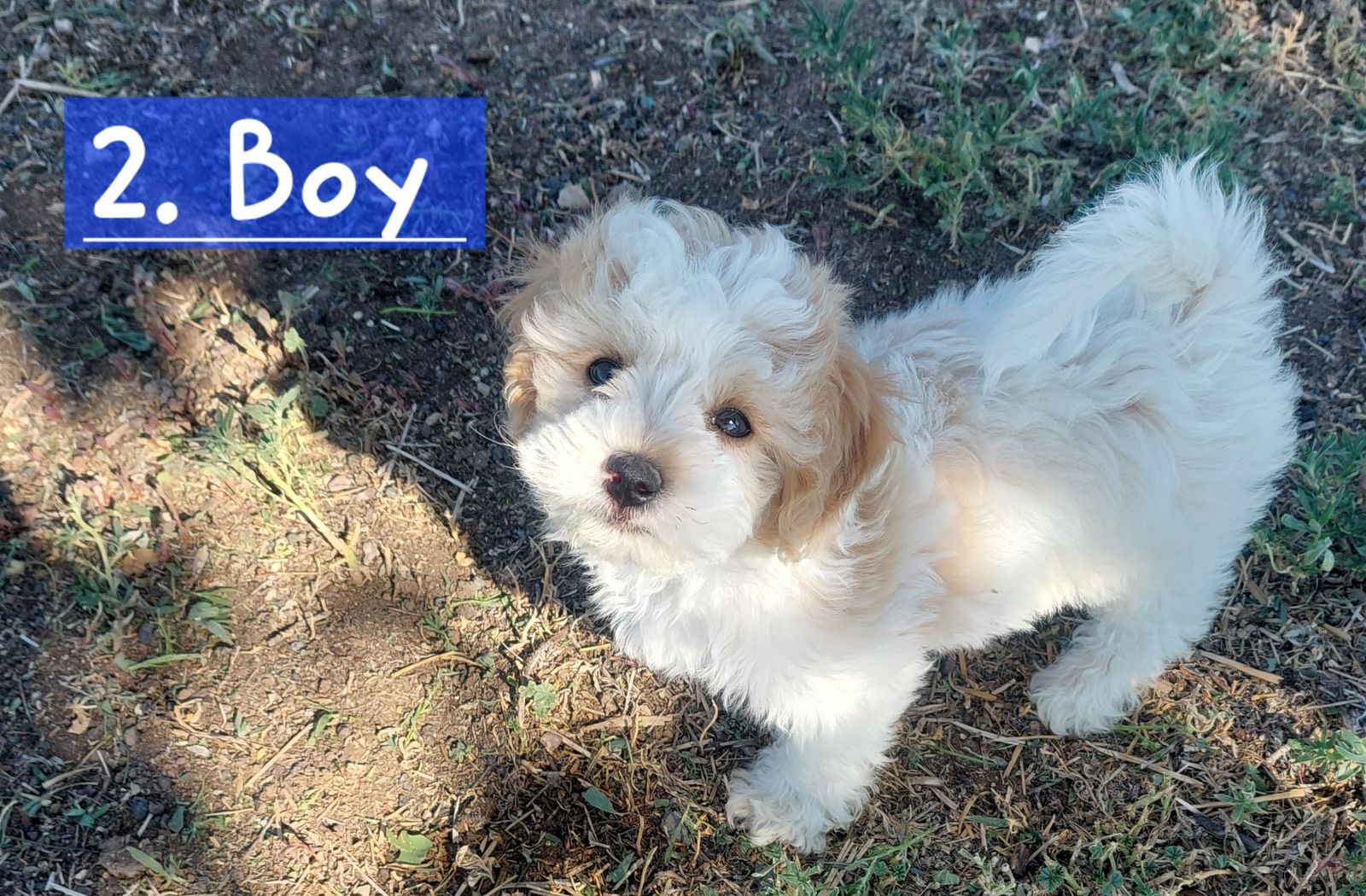 Maltese Shih-Tzu Poodle Mix Puppies (Malshipoo)