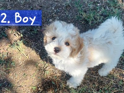 Maltese Shih-Tzu Poodle Mix Puppies (Malshipoo)