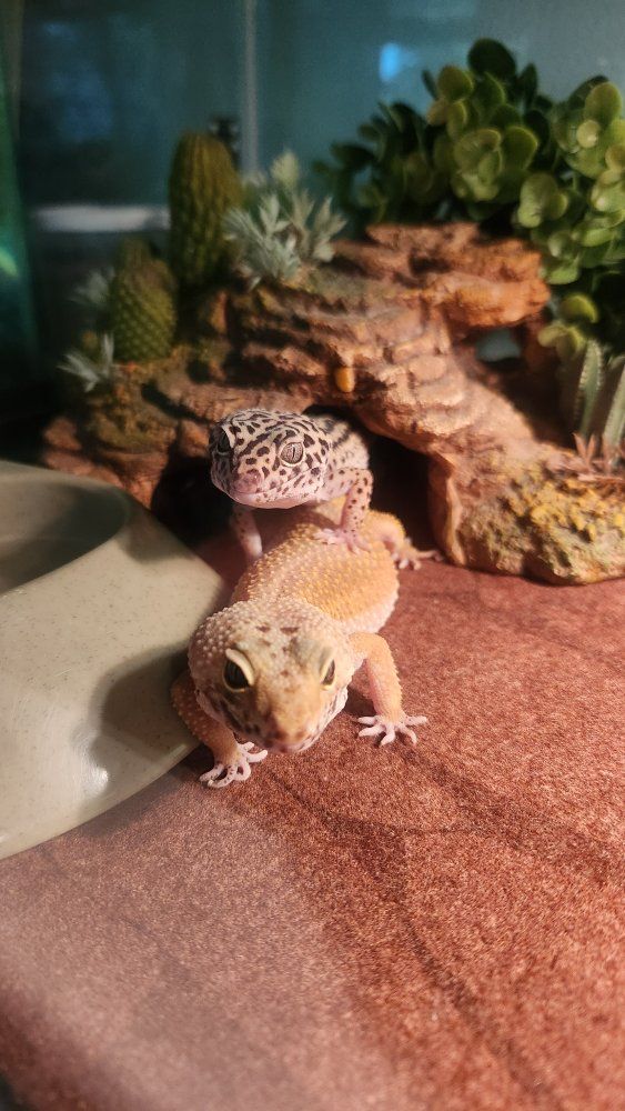 Leopard Geckos - Pair (2 Females) with Tank, Accessories, & Vitamin Powders - Healthy & Active