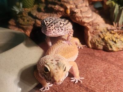 Leopard Geckos - Pair (2 Females) with Tank, Accessories, & Vitamin Powders - Healthy & Active