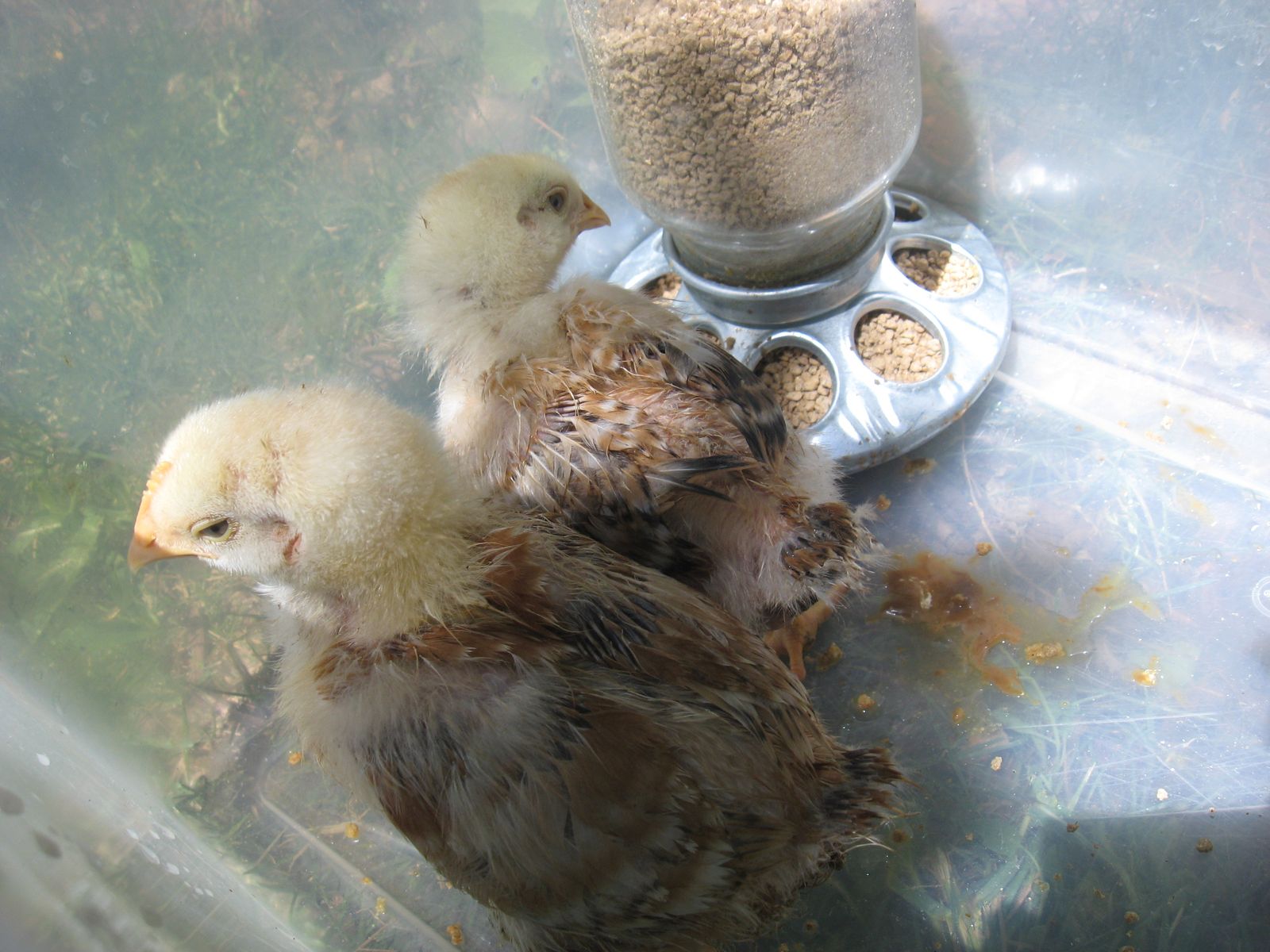2 FREE Chickens/Chicks only about 3 weeks old FREE!