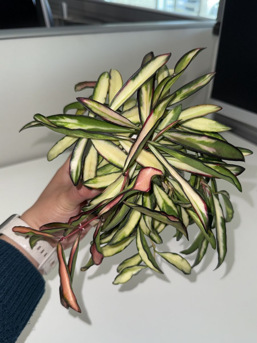 Hoya wayetii (inner variegated) - Plant