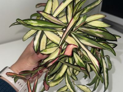 Hoya wayetii (inner variegated) - Plant