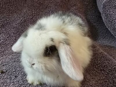 Holland Lop ( doe)