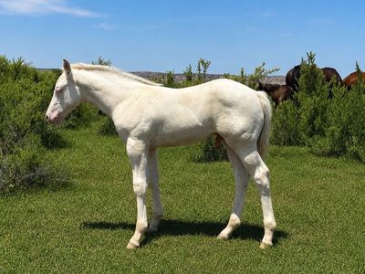 AQHA SC Smoken Cashmere Grullo