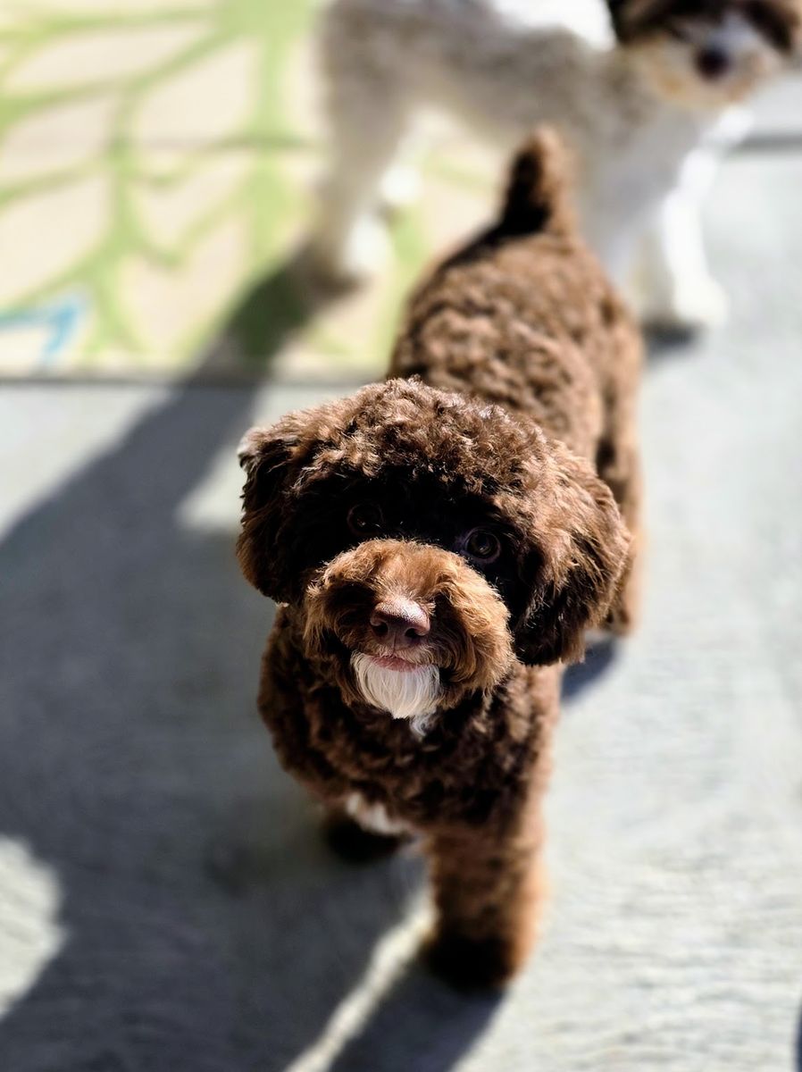 AKC Male Toy Poodle Studs