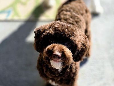 AKC Male Toy Poodle Studs