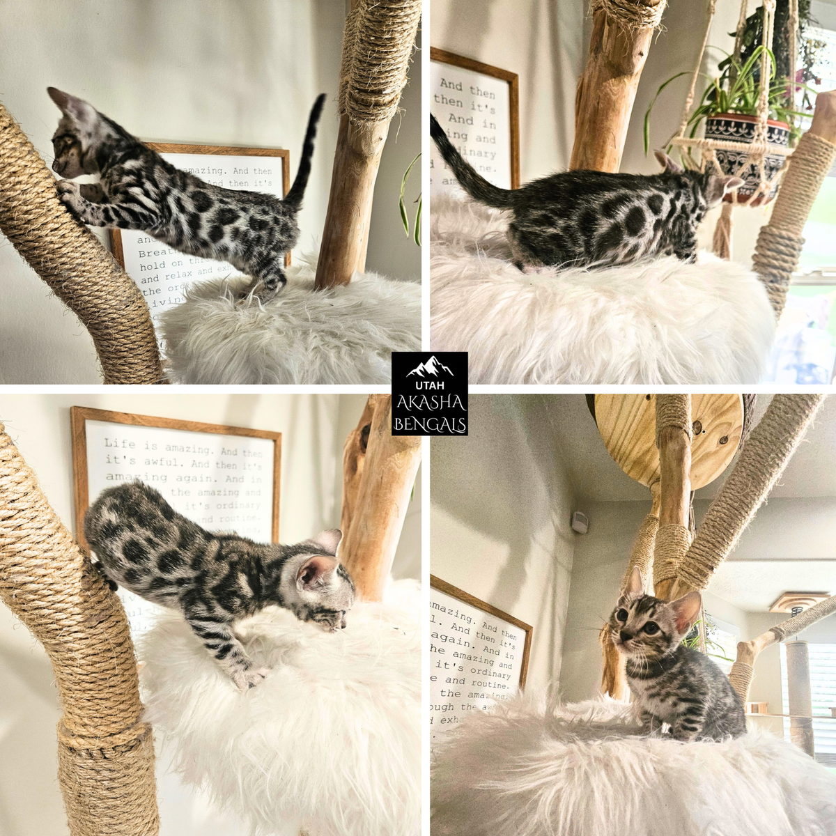 1 Year Health Guarantee • TICA Registered • Silver Bengal Kittens • Champion Bloodlines
