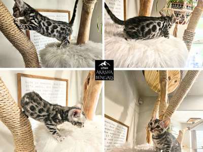 1 Year Health Guarantee • TICA Registered • Silver Bengal Kittens • Champion Bloodlines