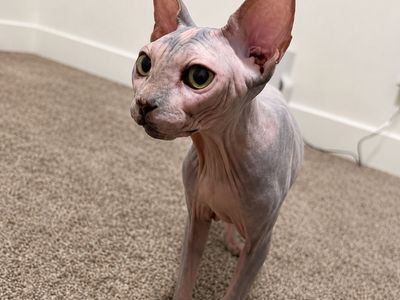 Sphynx Cat