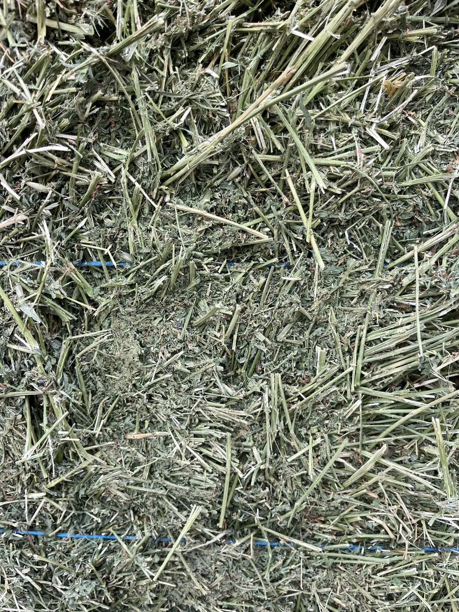 2nd cut alfalfa