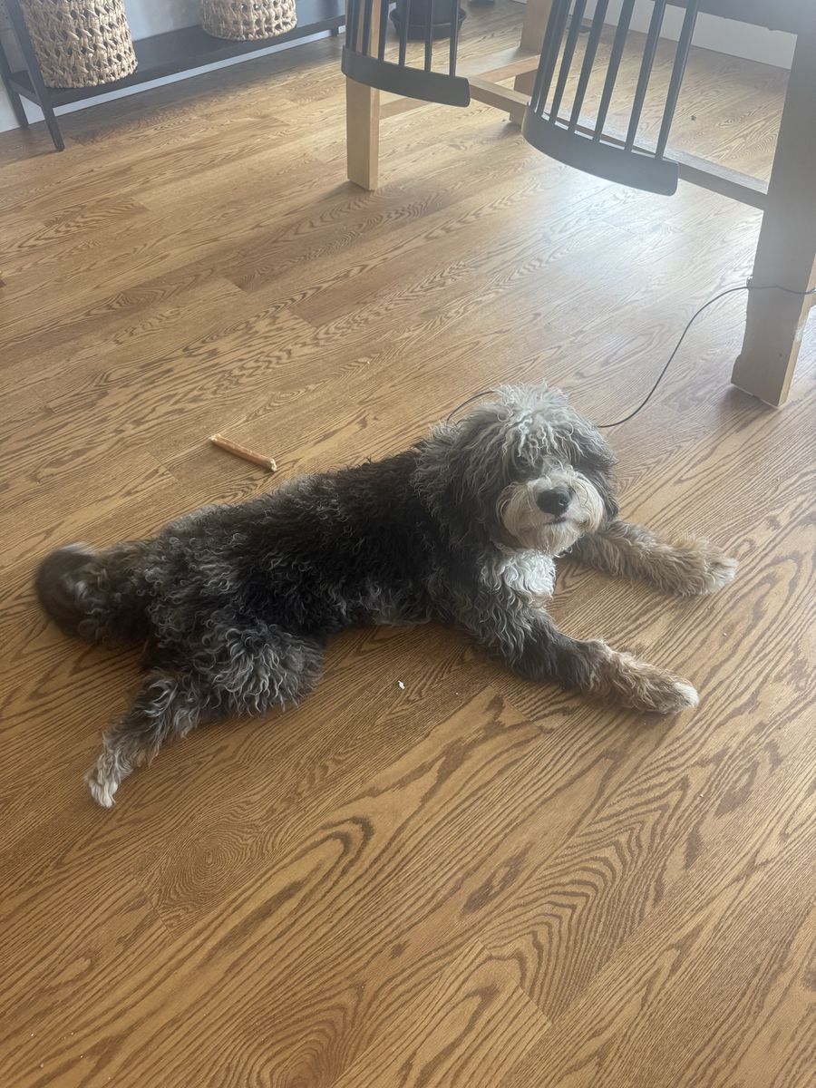 Bernedoodle 1 year old