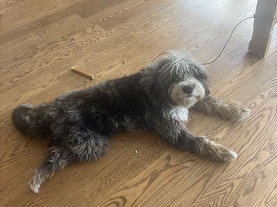 Bernedoodle 1 year old
