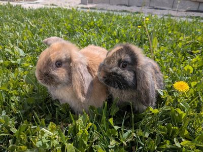 9 Week Old Holland Lops Ready Now!