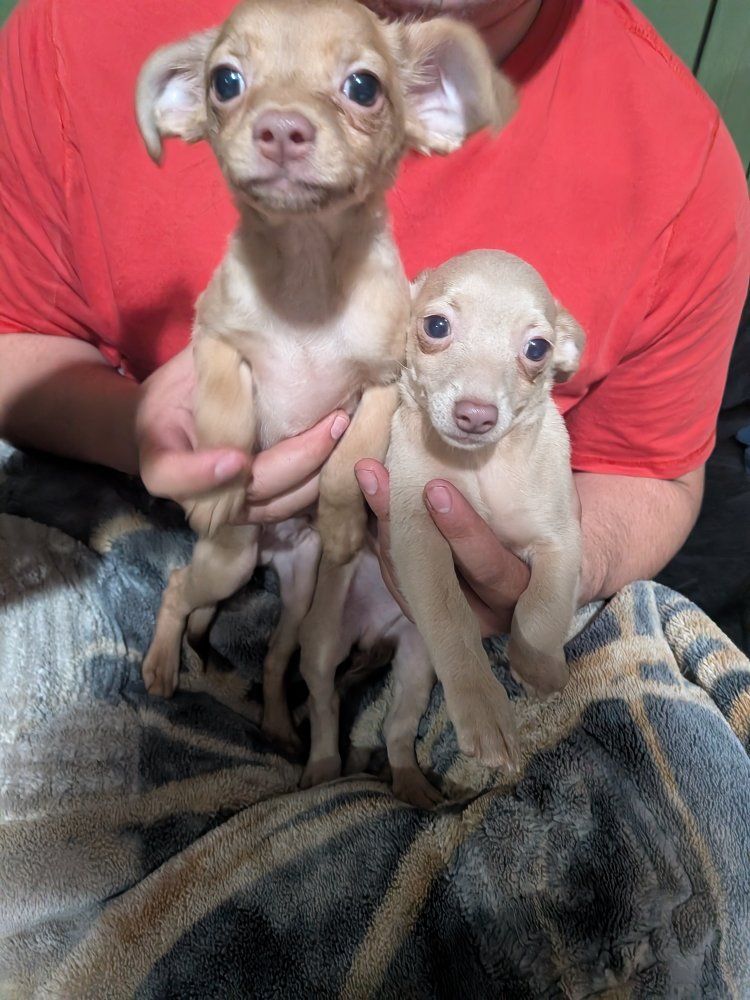 Chihuahua mixed puppies