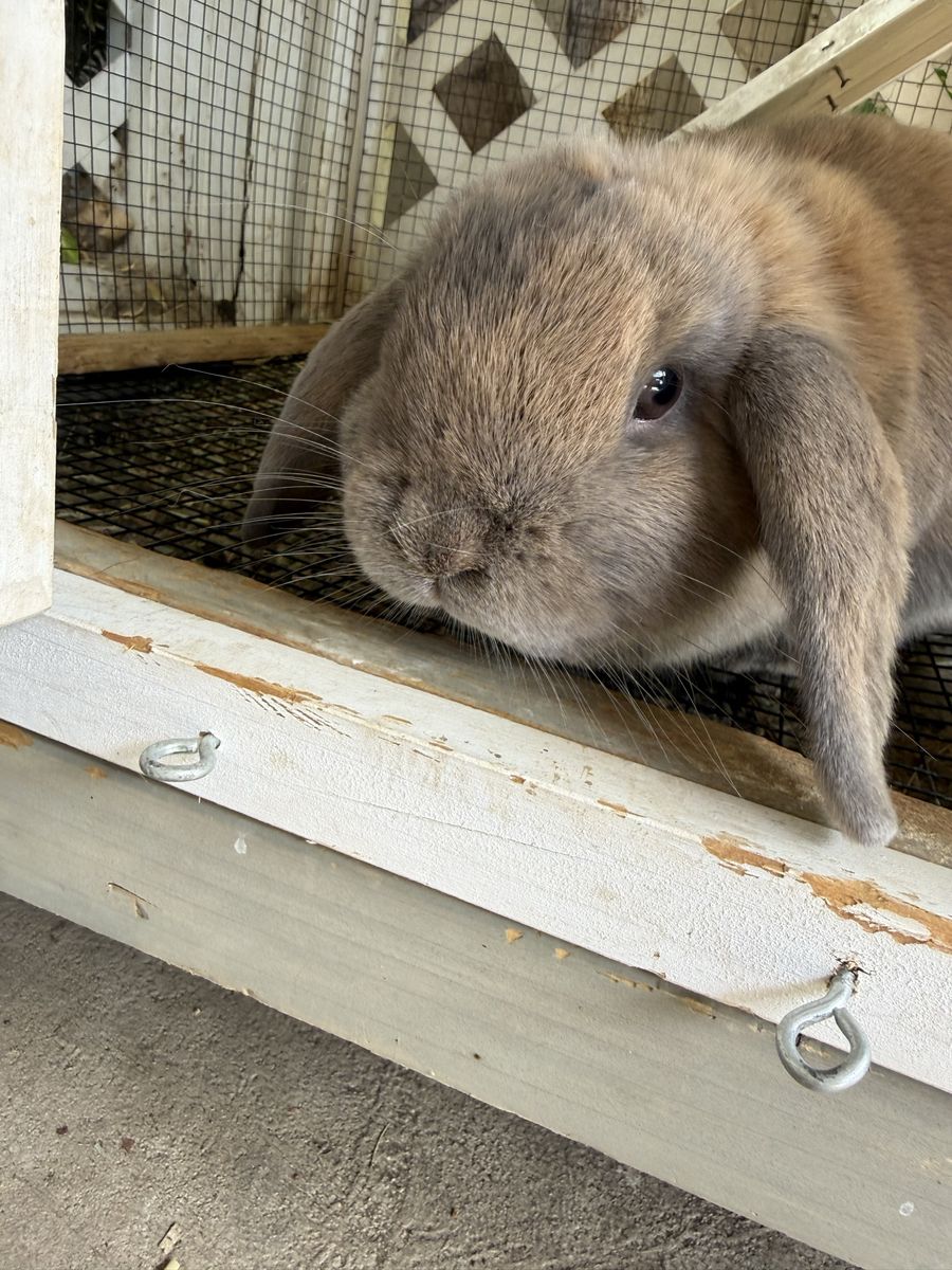 8 month old purebred holland lop girl