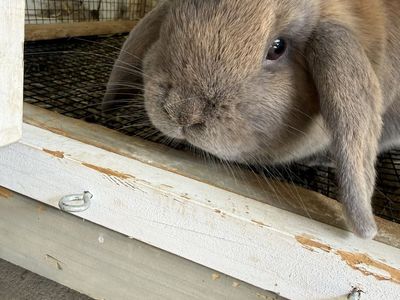 8 month old purebred holland lop girl