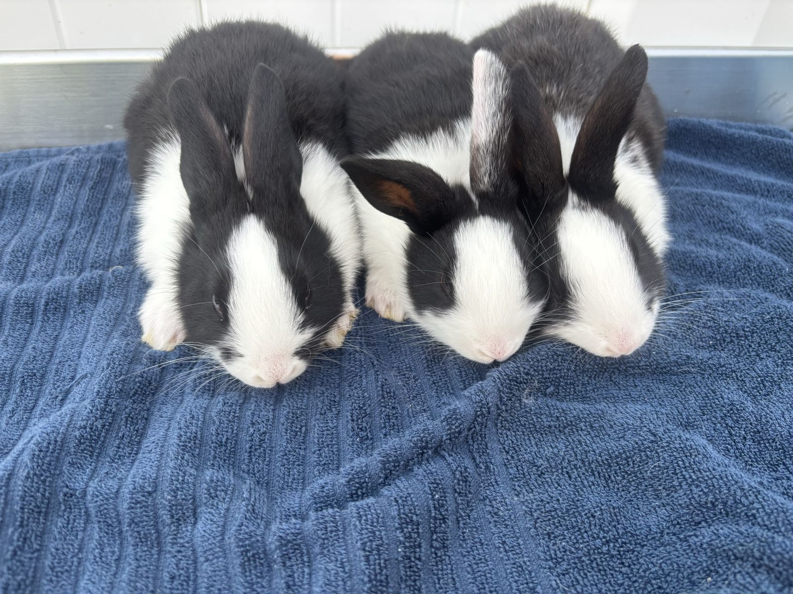 New Zealand Meat Rabbits