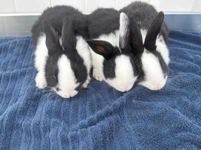 New Zealand Meat Rabbits