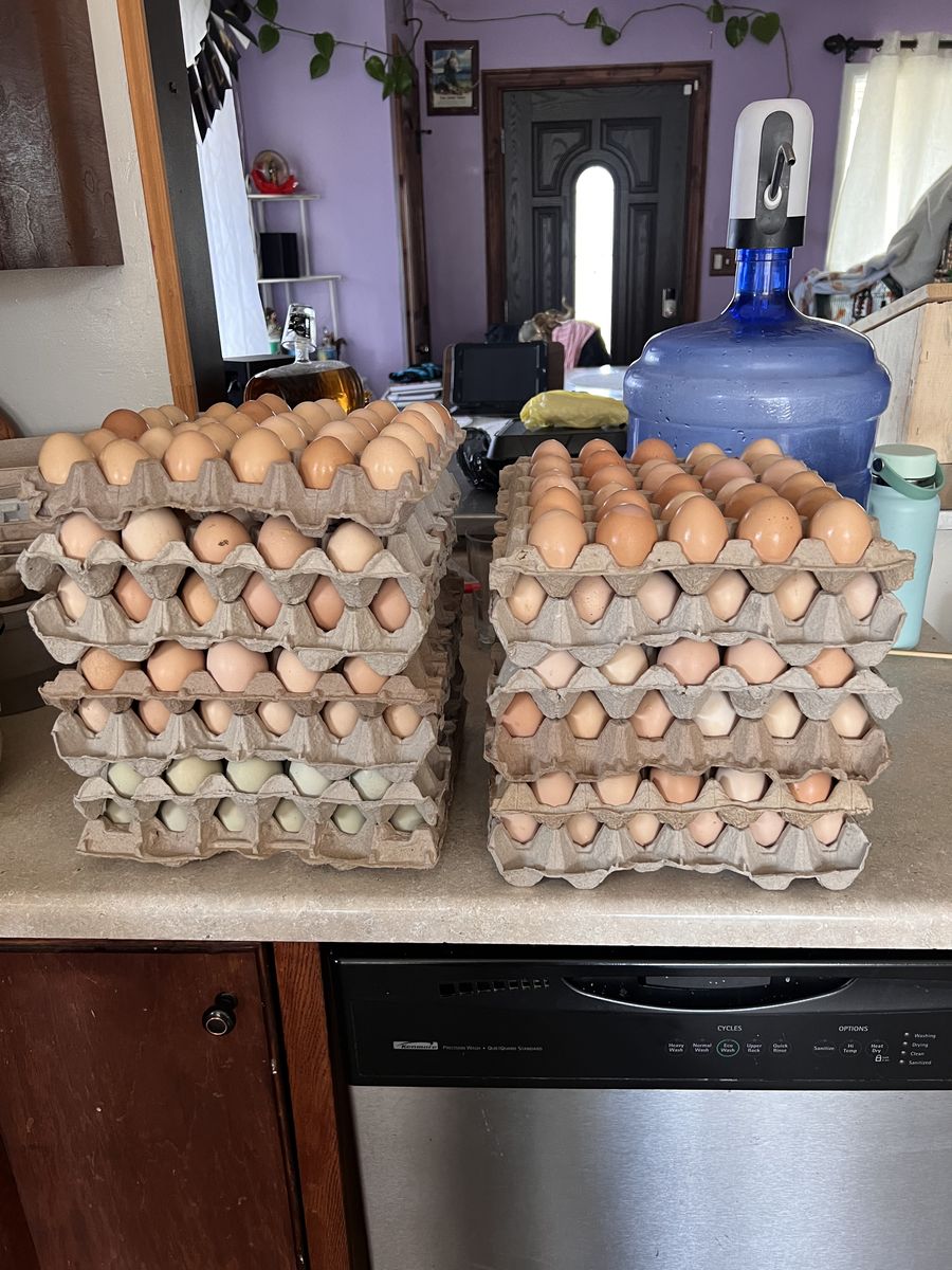 Fresh Eggs